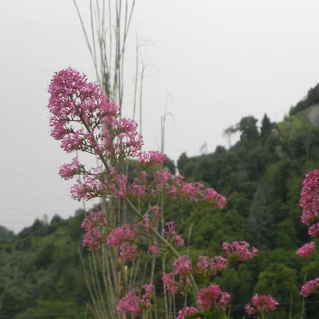 Ca Gialla De Drignana Vernazza Eksteriør billede